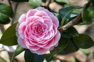 Camellia 